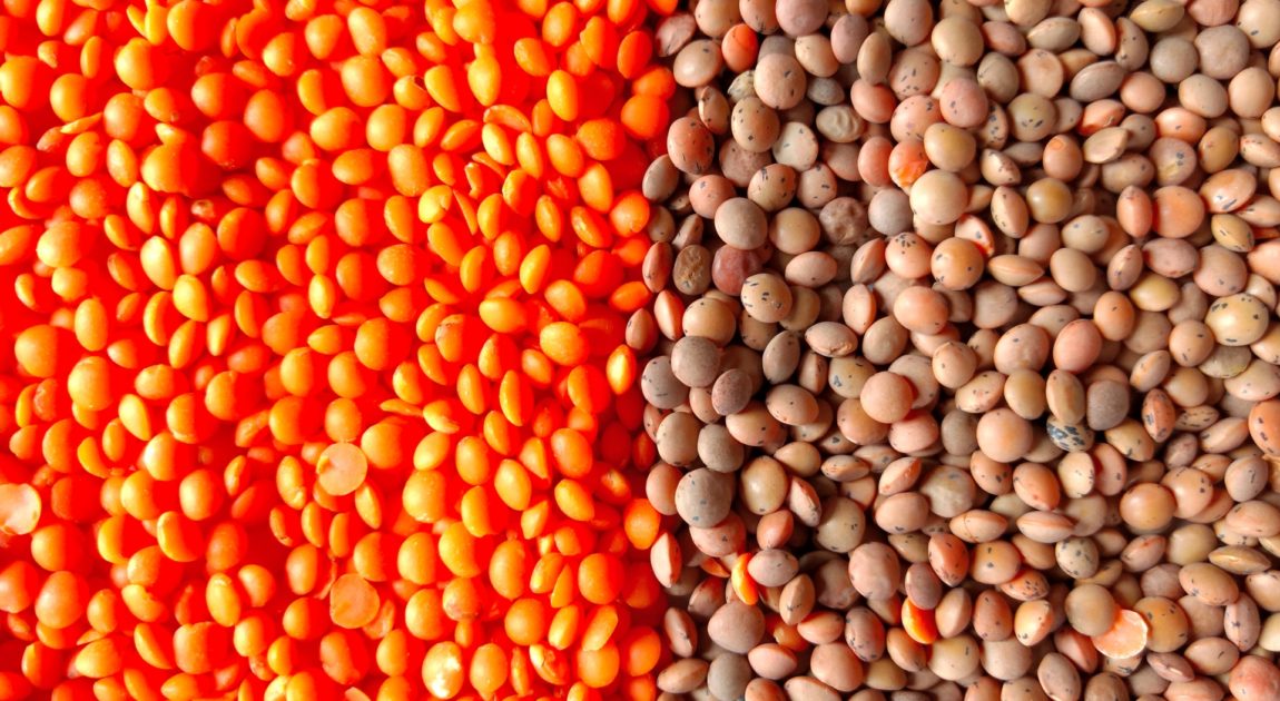 レンズ豆（レンティル）２種類