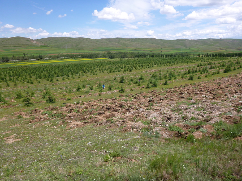 内モンゴル植樹地2013