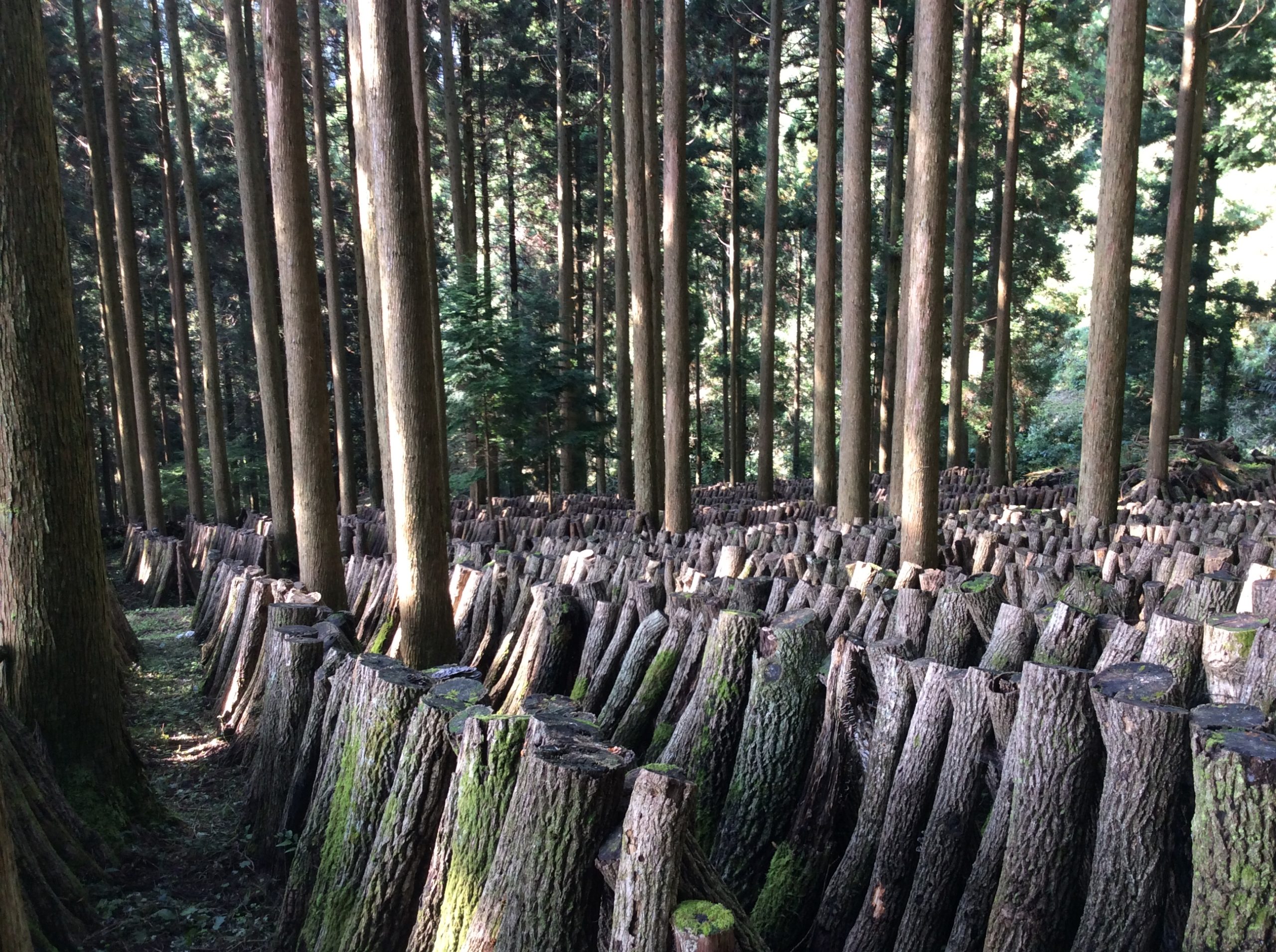 高千穂の原木椎茸栽培風景
