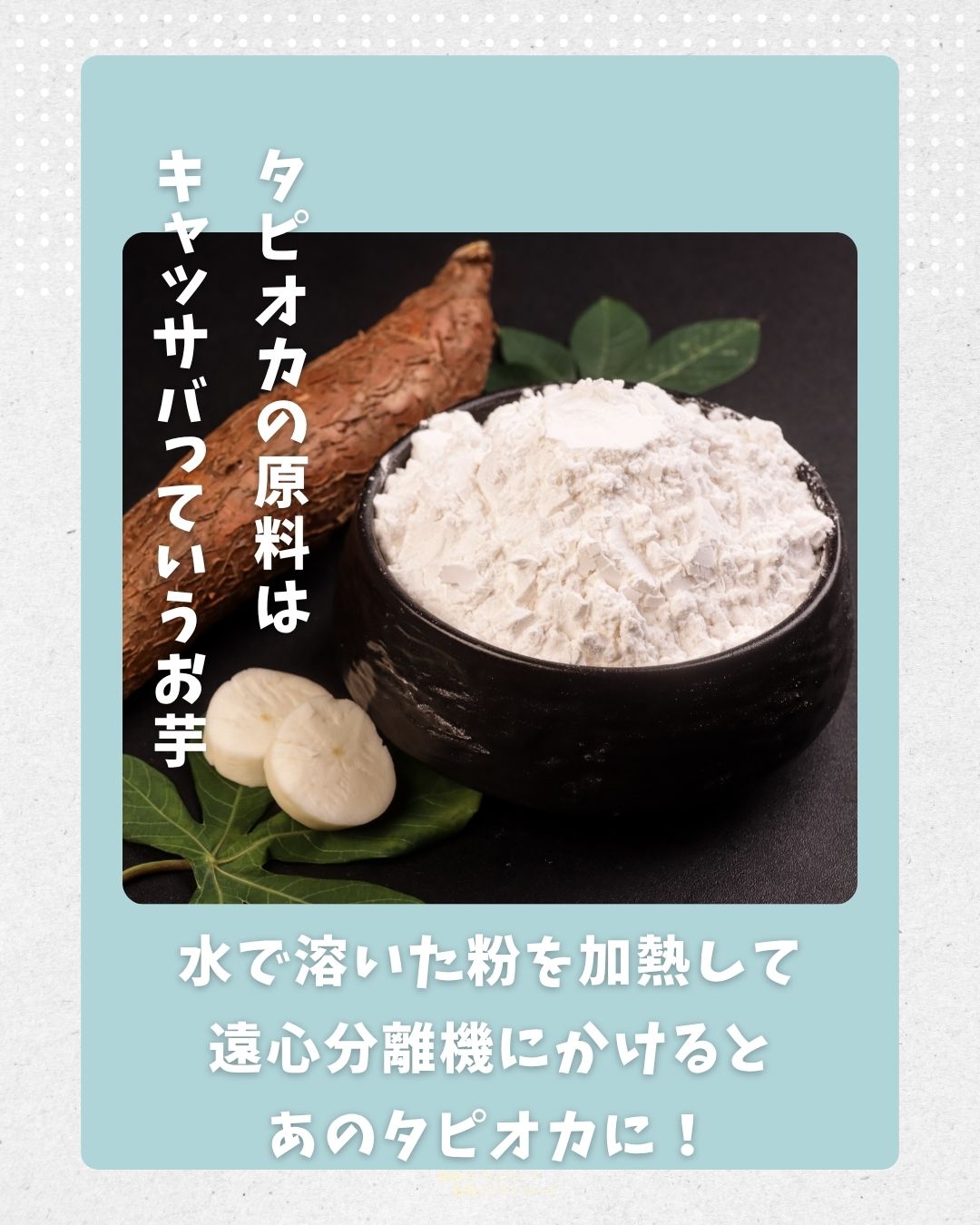 タピオカの原料は